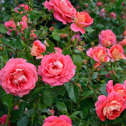 Mierna vôňa ruží - Ruža - Sommersonne® - 